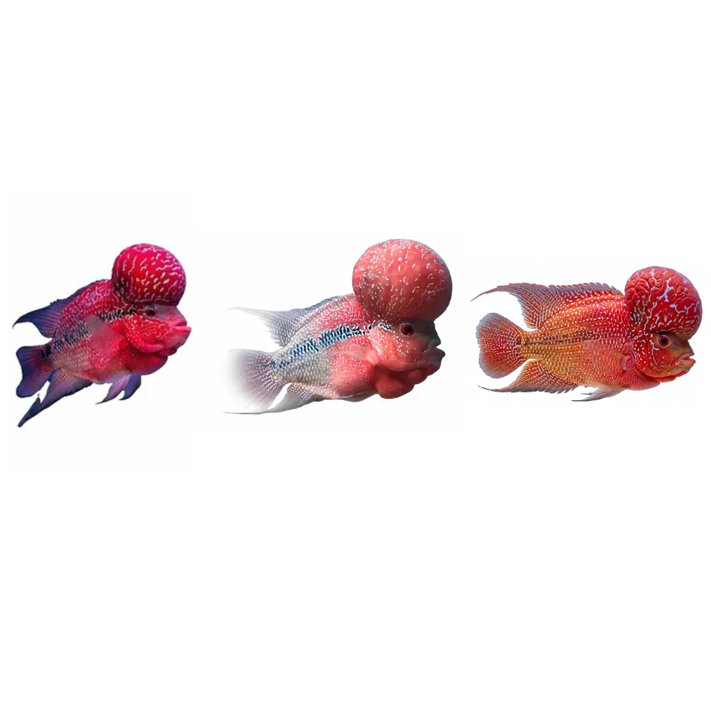 Okiko Yeni Seri 3’lü Yem Seti (Head Power + Red Diamond + Black Pearl) - Görsel 2