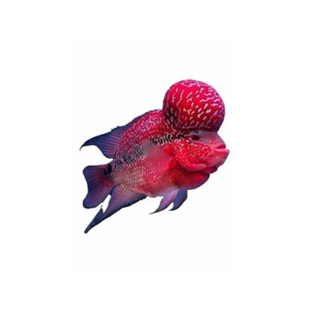 Okiko Quick Red Head Mark Astaxanthin Plus 100gr - Görsel 2