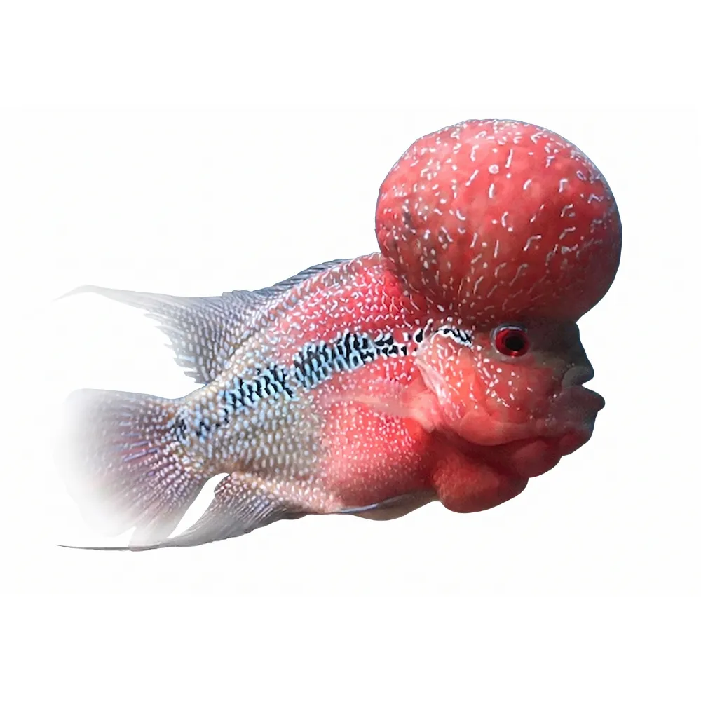 Okiko Platinum Head Huncher & Color Faster 100gr - Görsel 2
